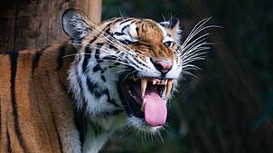 Ein Zeichen der Zuneigung? Dieser Sibirische Tiger präsentiert seine lange Zunge. (Symbolbild)