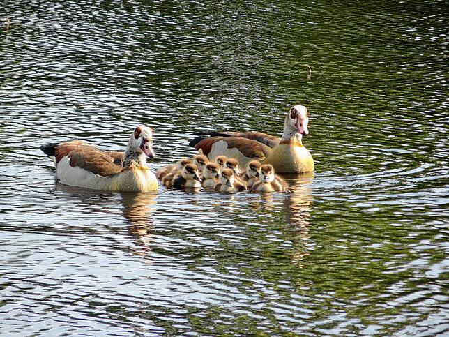 Goldig, aber in Summe ein Ärgernis. Nilgänse auf dem Kirnbergsee.