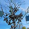 Der Maskenbaum zwischen Litzelstetten und der Mainau. Ein Hoffnungsschimmer am Corona-Horizont?
