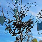 Der Maskenbaum zwischen Litzelstetten und der Mainau. Ein Hoffnungsschimmer am Corona-Horizont?