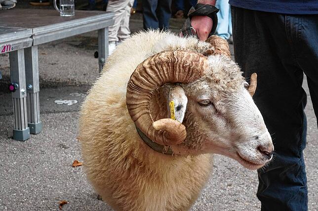 Bild 21: Der Bock ist getauft