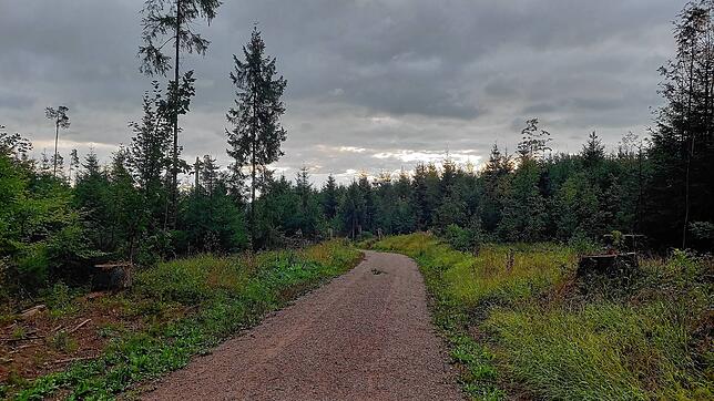 Dieser Weg im Wald in Volkertsweiler war nach der Aufarbeitung der Schäden komplett mit Holzstapeln zugestellt, die Flächen waren kahl. ...