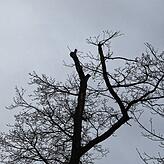Die Försterin erkennt, dass dieser Baum krank ist, da er keine volle Baumkrone mehr hat. Die sogenannte „Kronenverlichtung“, ...