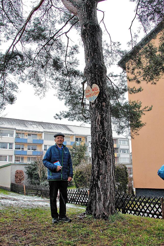 Eine Schwarz-Kiefer als Weihnachtsbaum: Vor 40 Jahren hat Albert Czerny das kleine Bäumchen hier gepflanzt. Nun konnte er seinen ...