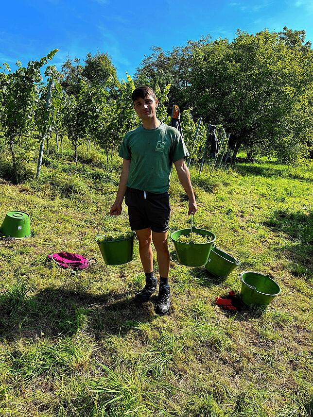 Winzer Severin Denzel bei der Weinernte in Friedingen im September 2025.