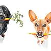 Heute gibt&lsquo;s nur Gemüse: Bei immer mehr Hunden kommt veganes Futter auf den Tisch, weil Herrchen und Frauchen sich um den Planeten ...