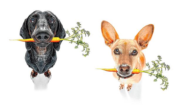 Heute gibt&lsquo;s nur Gemüse: Bei immer mehr Hunden kommt veganes Futter auf den Tisch, weil Herrchen und Frauchen sich um den Planeten ...