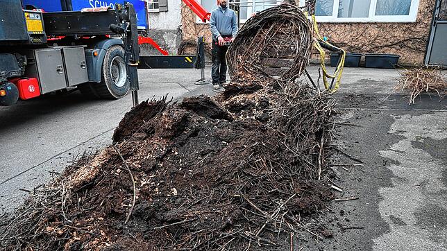 Bester Humus: Durch das zersetzte Material ist das Gewicht des 15 Jahre altes Horstes auf 300 bis 400 Kilo angewachsen.