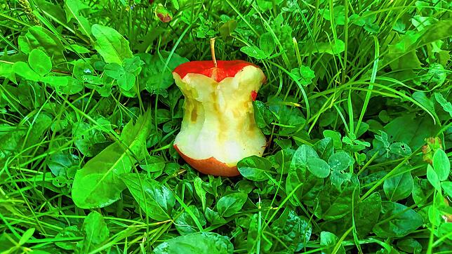 Noch im Test: Die Sorte Rave. Auch sie schmeckt säuerlich-süß und ist sehr knackig. Geschmacklich war sie der Favorit des Fotografen. ...