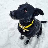 Hund Merlin ist 7,5 Jahre alt und lebt seit über einem Jahr im Radolfzeller Tierheim. Sechs Wochen lang lebte er bereits in einem neuen ...