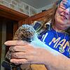 Helga Weißkopf mit einem Igel. Ihre Stirnlampe bezeichnet sie als wichtigstes Instrument bei der Untersuchung der Tiere: „Da muss man ...
