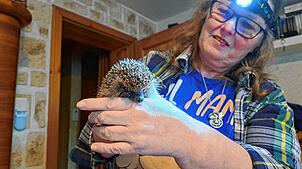 Helga Weißkopf mit einem Igel. Ihre Stirnlampe bezeichnet sie als wichtigstes Instrument bei der Untersuchung der Tiere: „Da muss man ...