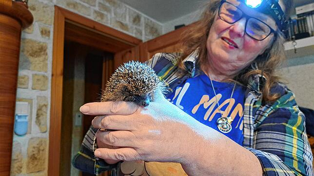 Helga Weißkopf mit einem Igel. Ihre Stirnlampe bezeichnet sie als wichtigstes Instrument bei der Untersuchung der Tiere: „Da muss man ...