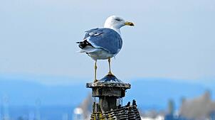 Die Mittelmeermöwe ist im Ermatinger Becken am Untersee ein häufig gesehener Vogel. Jetzt ist ein mit der Vogelgrippe infiziertes Tier ...