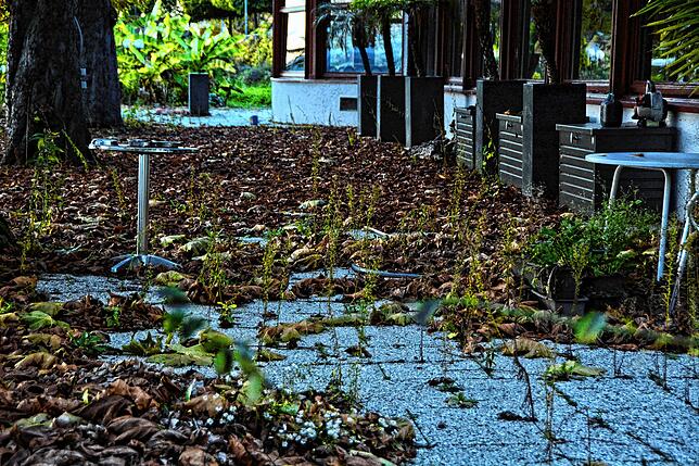 Auf der Terrasse bricht bereits die Natur durch die Fugen der Steinplatten.