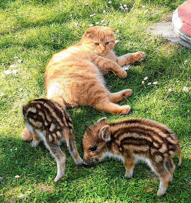 Neugierig sind die beiden Wildschweinferkel Max und Moritz. Kater Simon weiß, dass sie gerne Streiche aushecken, und beäugt das ...