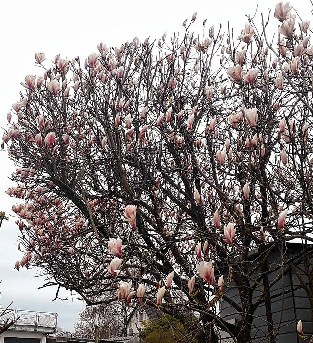 Die Magnolie zählt zu den schönsten Frühlingsblühern. Die weiß-rosa Blütenfarbe erkennt man schon von Weitem.
