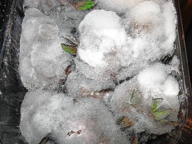 Aus dem Archiv des Veterinäramtes: Hier mussten die Kontrolleure nicht lange suchen: Der Schimmelbefall ist auf diesen Erdbeeren nicht ...