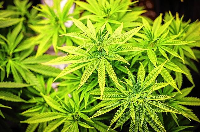 Eine Cannabispflanze in einem Aufzuchtszelt unter künstlicher Beleuchtung. Der Bundesrat hat im März den Weg zur Teil-Legalisierung zum ...