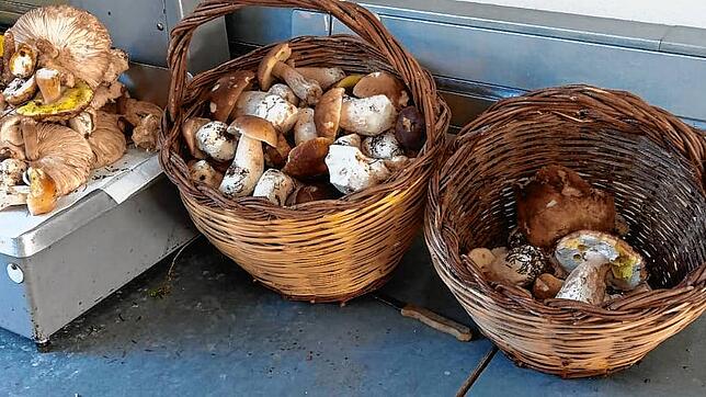 Zu viele Pilze in den Körben, kann für den Sammler teuer werden. Knapp 900 Euro Bußgeld mussten zwei Schweizer am Zoll in Laufenburg ...