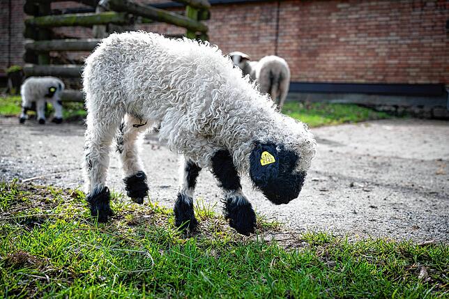 (Archivbild) Auch süße Walliser Schwarznasenschafe gibt es im Tierpark Kreuzlingen.