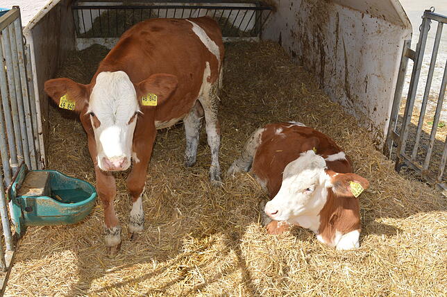 Das Wohl ihrer Tiere liegt Landwirten am Herzen. Wer gerne einmal in den Stall eines Landwirtes schauen möchte, sollte diesen jedoch ...