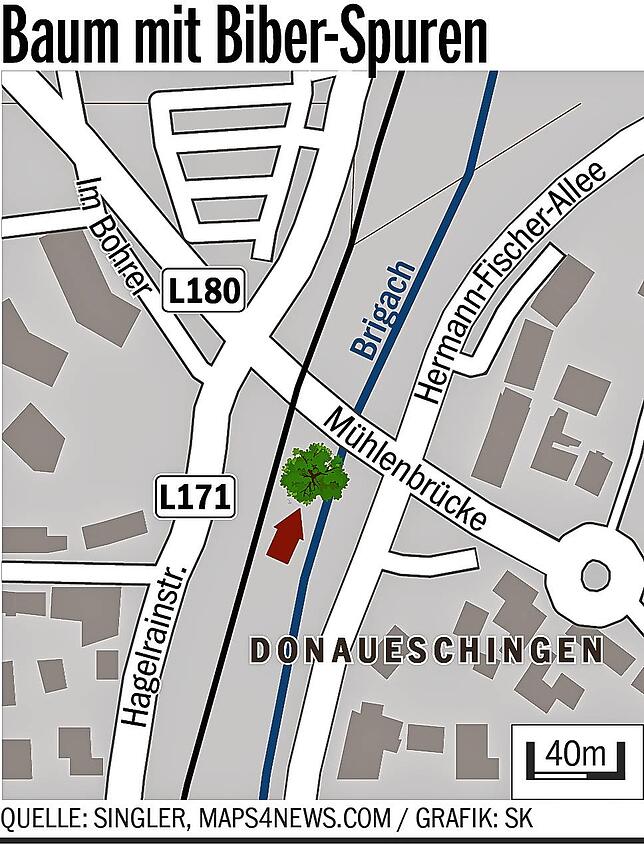 Bild 4: Ein Biber mitten im Stadtgebiet: Das steckt hinter diesen Nagespuren an einem Baum