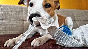 Wie lege ich meinem Hund einen Verband an? Falco übt hier schon mal.