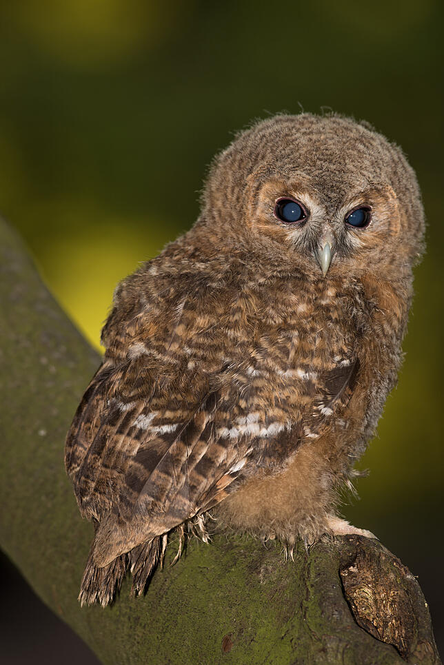 Waldkäuze gehören ebenfalls zu den tierischen Bewohnern des Affenbergs, die nachts unterwegs sind.