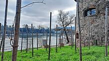 Der Weinhang am Gallusturm wurde 2022 im Rahmen des Projekts &bdquo;Essbare Stadt&ldquo; angelegt und soll ebenfalls die ökologische ...