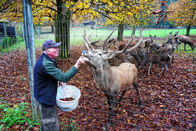 Im Wildgehege Waldshut gibt es ein Rotwildrudel. Bild: Ursula Freudig