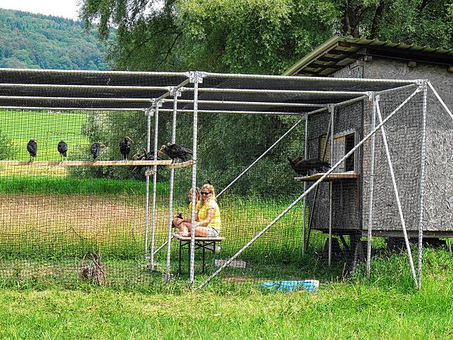 Die Voliere im Haus: Waldrappe und Ziehmütter sitzen oben, weil ein Bagger in der Nähe arbeitet, was die Vögel auf die Stangen fliegen ließ.