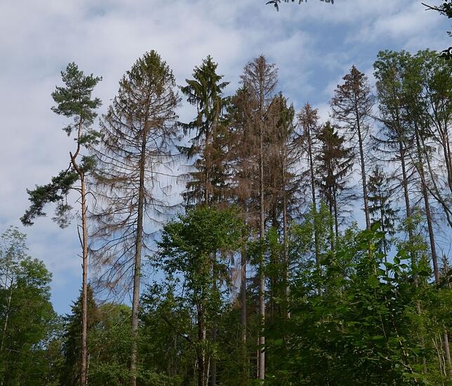 Im Stadtwald ist der Klimawandel längst schon angekommen. Nach mehreren Hitzesommern sterben immer mehr Bäume ab.