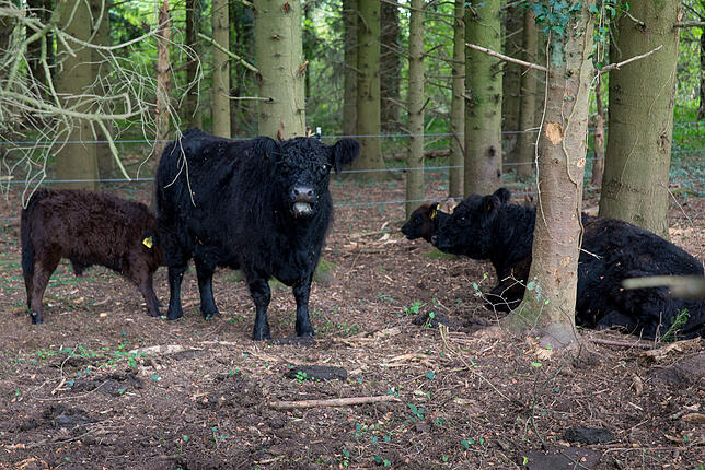 Die Galloway-Kühe werden von den Landwirten nicht gemolken. Die Milch gehört allein den Kälbern.