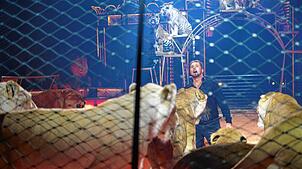 Bild : Sensation trifft auf Protest: Zirkusdirektor des Circus Krone stellt sich der Kritik zu seinen Wildtieren