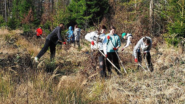 Schüler der Realschule beim Kampf gegen die Brombeere im Jestetter Wildkatzenbiotop.