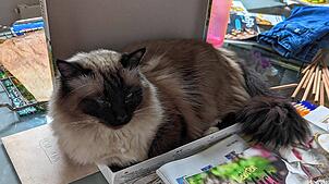 Bei weitem nicht jede Katze hat ein solch komfortables Zuhause wie der Stubentiger Hannibal, der es sich auch schon mal im Puzzle-Karton ...