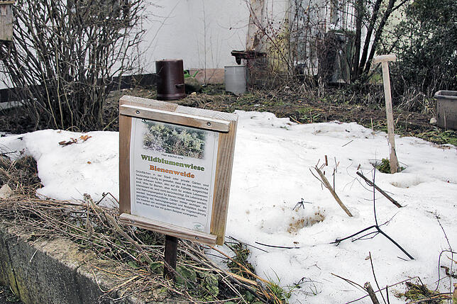 Die Wildblumenwiese nach dem Winter: Die vertrockneten Stängel und Blüten sollten im Herbst und winter nicht abgeräumt werden. sie sind ...