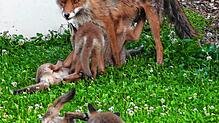 Leserreporterin Annette Meyerhoff aus Überlingen erfreut sich an ihrer besonderen Nachbarschaft: Eine Fuchs-Mutter hat ihren Garten als ...