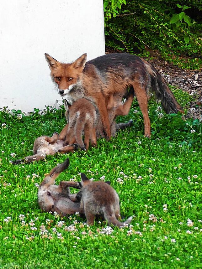 Leserreporterin Annette Meyerhoff aus Überlingen erfreut sich an ihrer besonderen Nachbarschaft: Eine Fuchs-Mutter hat ihren Garten als ...