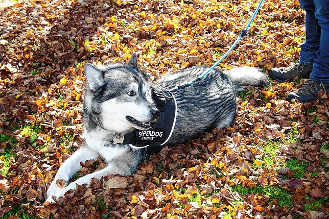 Bild 8: Bilder vom Schlittenhundewagenrennen in Todtmoos