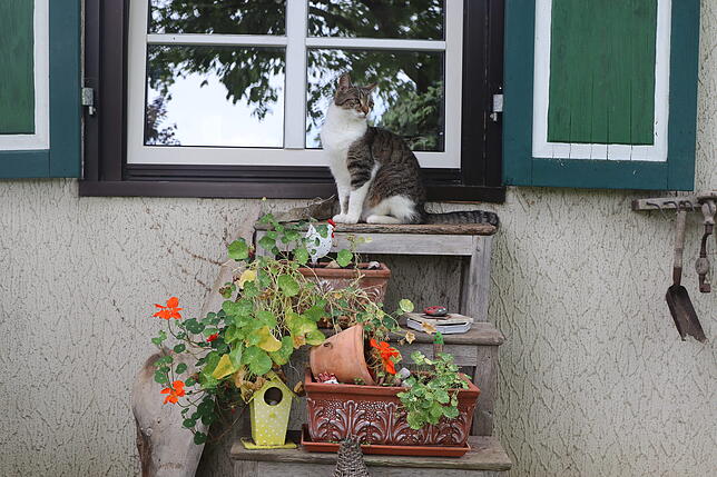 Bauernhof-Idylle mit Katze Chiara: Es gibt kaum eine Ecke, die Rosa Bucheli nicht gestaltet hat. Langweilig wird es ihr sicher nicht, ...