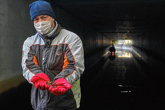Aussortiert: Neben den Fischen finden sich auch viele Flusskrebse im Gewerbekanal. Dieser eingewanderte Signalkrebs wird nicht mehr ...