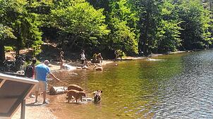 Rücksichtslos: Mehrere Hundehalter lassen ihre Hunde im Feldsee baden, doch das ist zum Schutz des vom Aussterben bedrohten ...