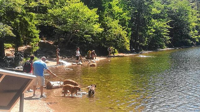 Rücksichtslos: Mehrere Hundehalter lassen ihre Hunde im Feldsee baden, doch das ist zum Schutz des vom Aussterben bedrohten ...