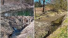 Links hatte der Biber einen stattlichen Damm aufgestellt, der dann von den Behörden wieder abgebaut werden musste (rechts). Das Wasser ...
