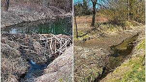 Links hatte der Biber einen stattlichen Damm aufgestellt, der dann von den Behörden wieder abgebaut werden musste (rechts). Das Wasser ...