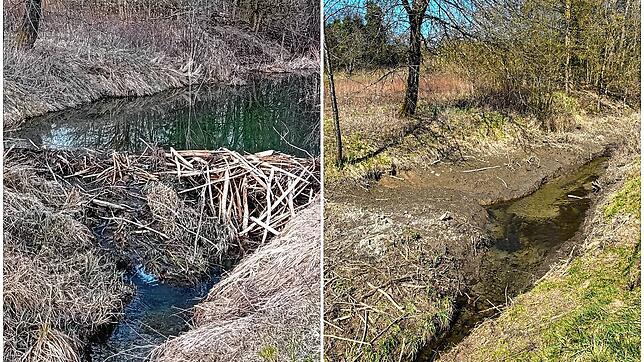 Links hatte der Biber einen stattlichen Damm aufgestellt, der dann von den Behörden wieder abgebaut werden musste (rechts). Das Wasser ...