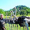 Ingrid Frick schaut nach ihren einjährigen Straußen. Die Fachfrau beantwortet bei Führungen alle Fragen rund um die großen Laufvögel. ...
