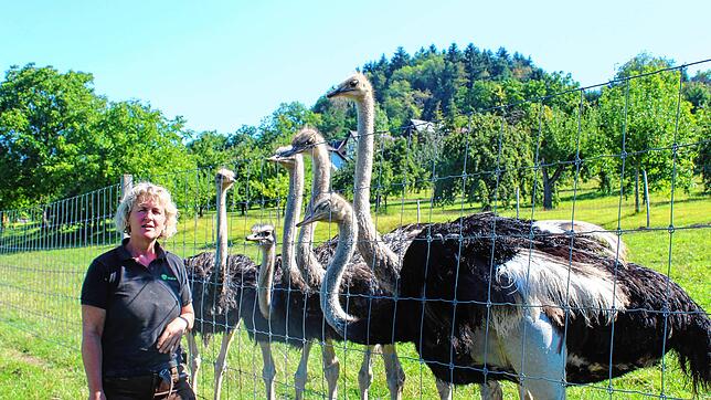 Ingrid Frick schaut nach ihren einjährigen Straußen. Die Fachfrau beantwortet bei Führungen alle Fragen rund um die großen Laufvögel. ...